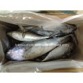 Rond entier IQF Bonito Fish (750g +)